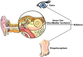 vestibular-system